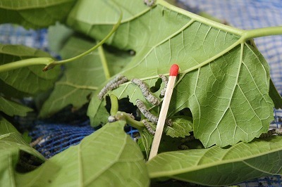 IMG_1791.jpg