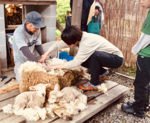 羊の毛刈り体験 羊Days day2 @ 由良野の森 | 久万高原町 | 愛媛県 | 日本
